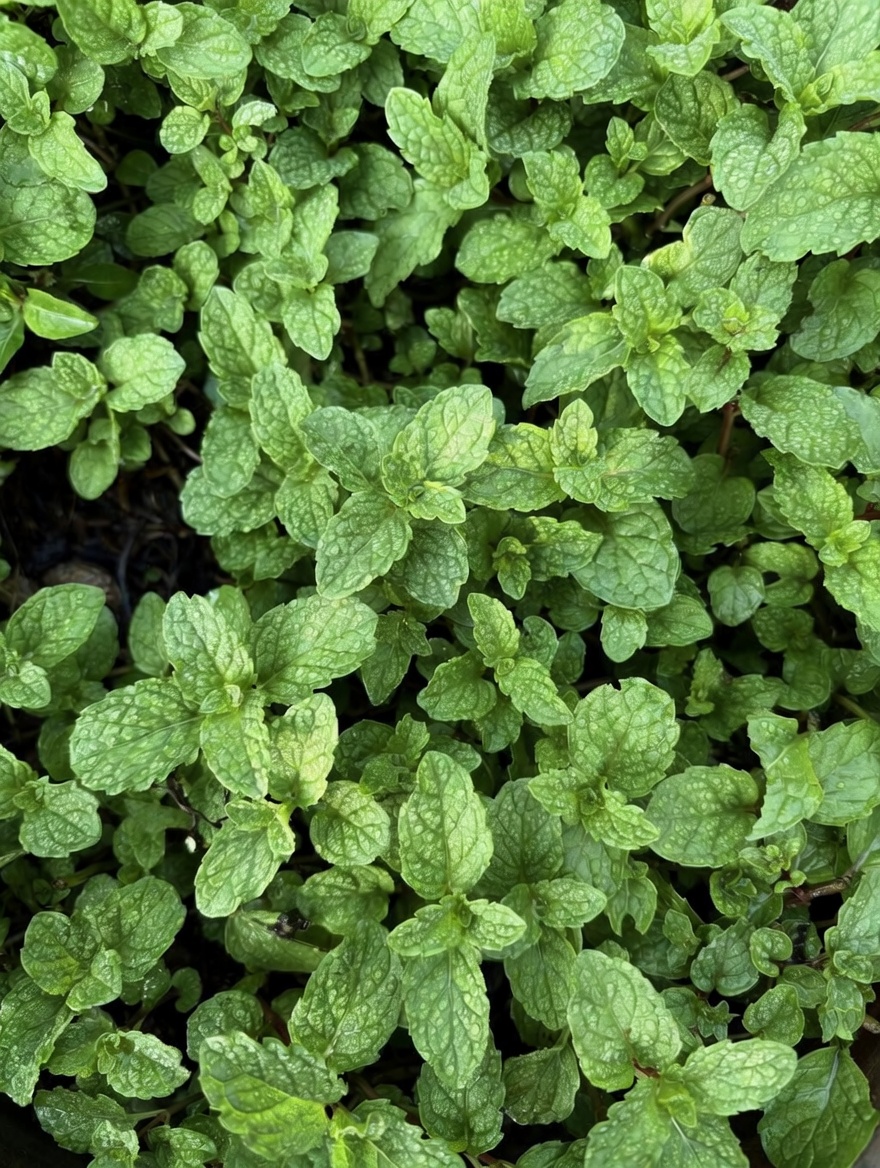 KIT DE EMERGENCIA NATURAL QUE TODOS DEBEN TENER EN CASA 2026