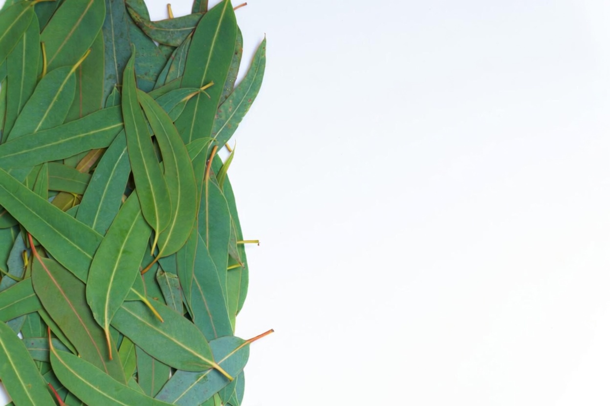 TE DE EUCALIPTO - ¿Para Qué Sirve_ - Beneficios Para Tu Salud Y Belleza