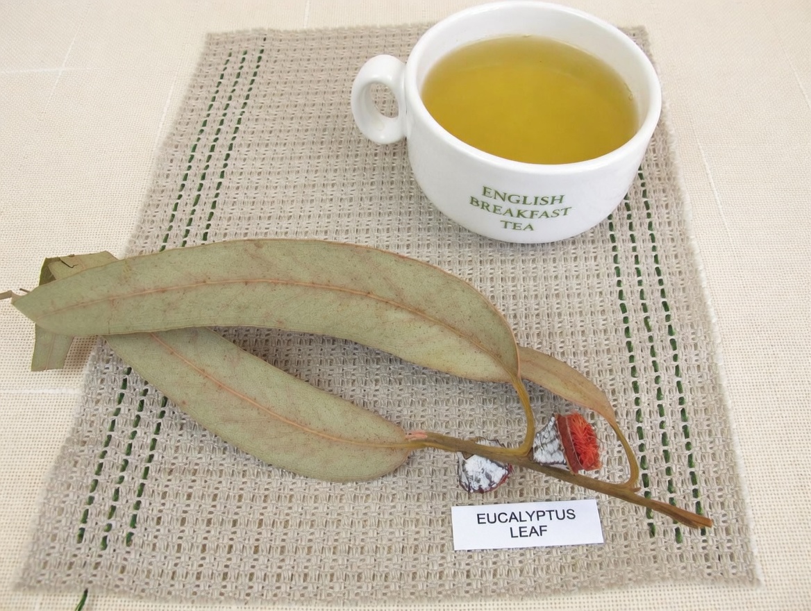 TE DE EUCALIPTO - ¿Para Qué Sirve_ - Beneficios Para Tu Salud Y Belleza