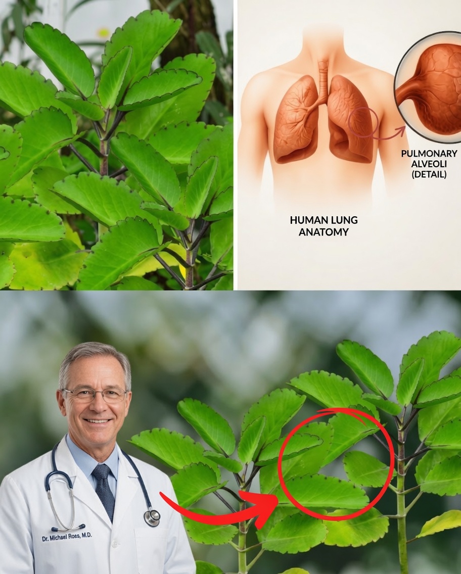 Unlock the Hidden Power of the Leaf of Life