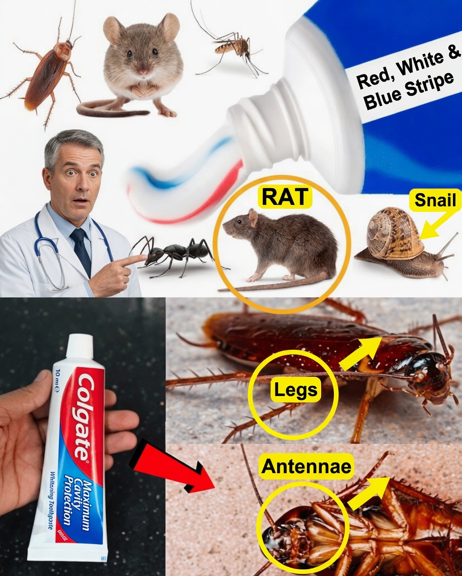 Toothpaste: The Surprising Ally Against Cockroaches and Ants