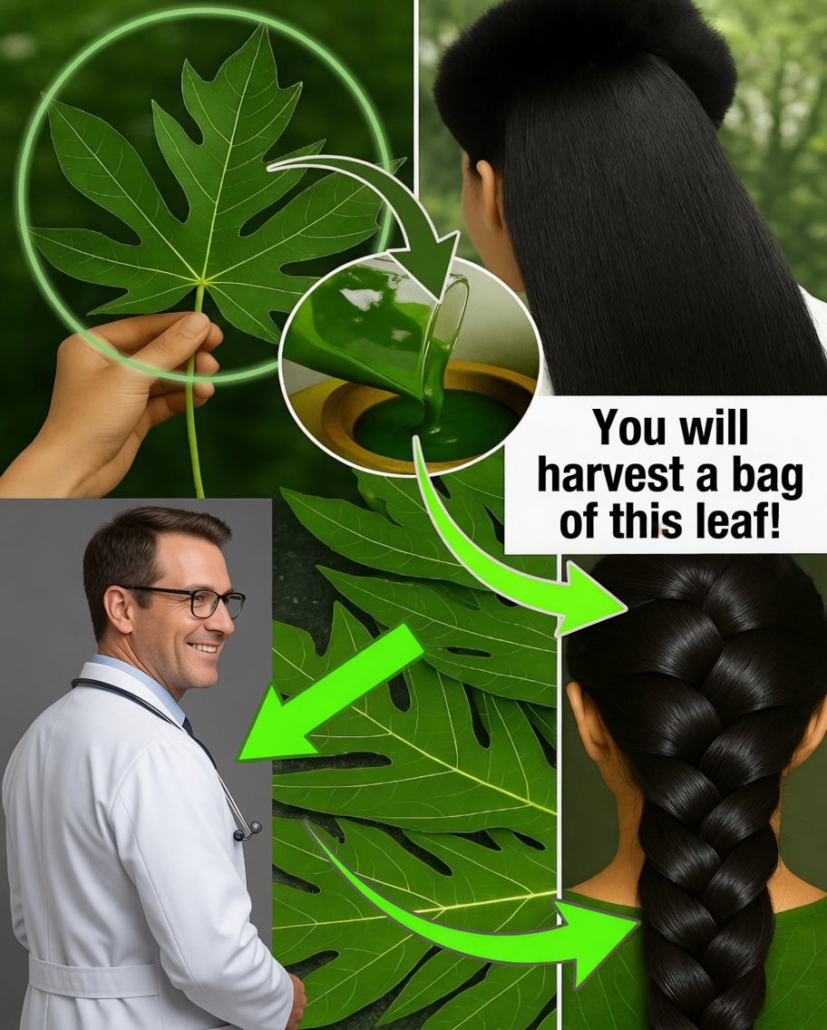 Papaya Leaves: The Natural Secret Many People Use for Stronger, Shinier Hair
