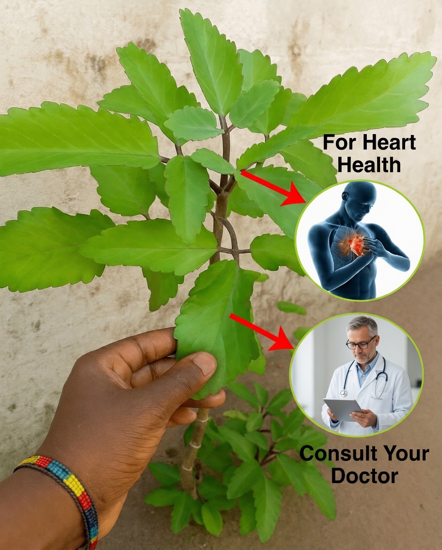Why Generations Trust the Plant of Life and Its Surprising Health Benefits