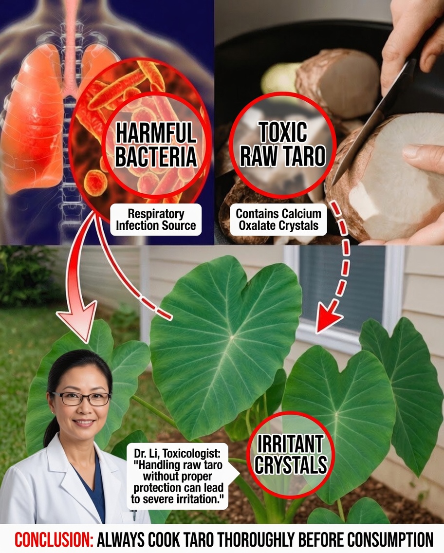 Taro Uncovered: The Ancient Root That Could Transform Your Natural Health